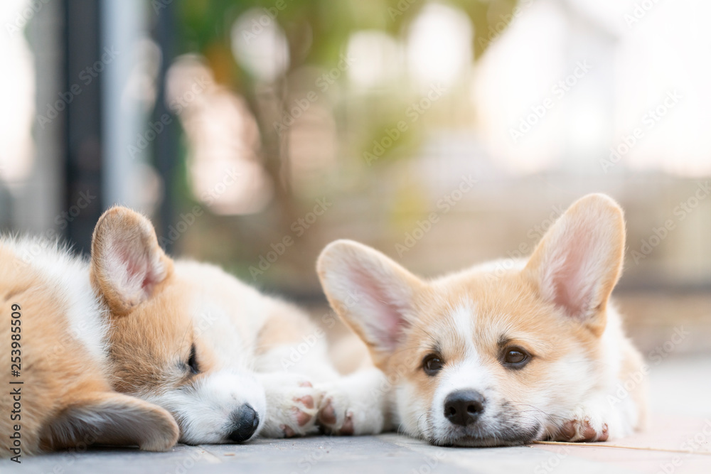 Closeup of group lovely, cute corgi dog puppies lying, relaxing and sleeping in summer sunny day Closeup of group lovely, cute corgi dog puppies lying, relaxing and sleeping in summer sunny day
