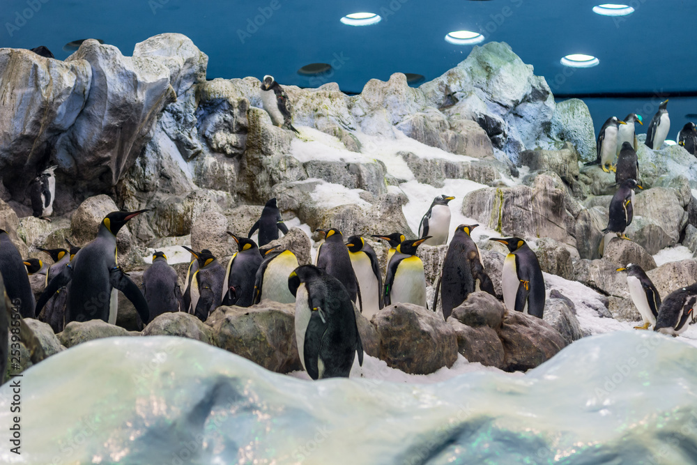 Fototapeta premium Huge pack of penguins in artifical environment at zoo.
