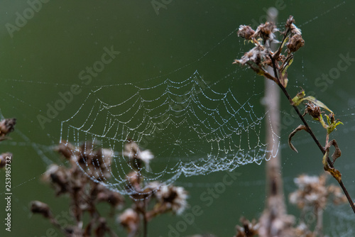 Dewy Cobwebs 