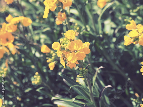 Erysimum cheiri - La giroflée jaune des murailles, une fleur printanière d'ornement des jardins