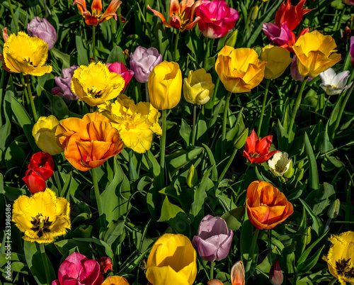Netherlands,Lisse, a vase filled with yellow flowers