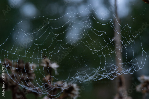 Dewy Cobwebs 