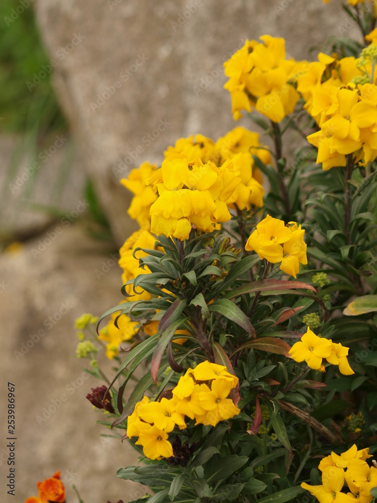 Erysimum cheiri - La giroflée jaune des murailles, une fleur printanière  d'ornement des jardins Stock Photo | Adobe Stock
