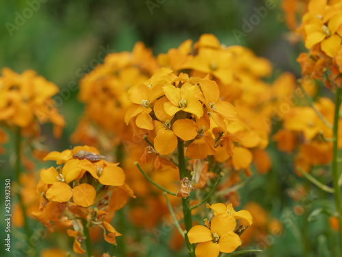 Erysimum cheiri - La giroflée des murailles de couleur jaune orange photo