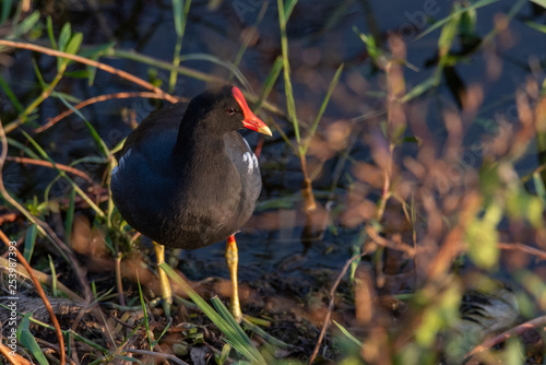 Common Gallinule (Gallinula galeata) portrait at sunset 