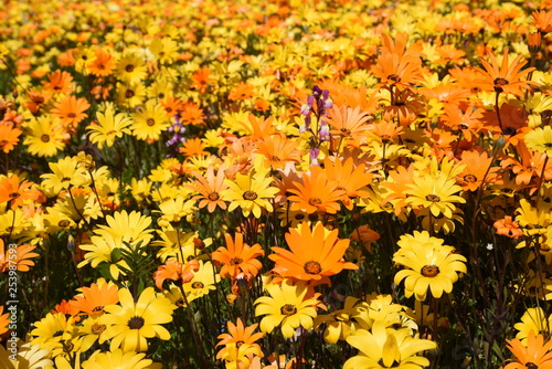 Dimorphotheca flower garden / Matsuzaki town Shizuoka Japan photo