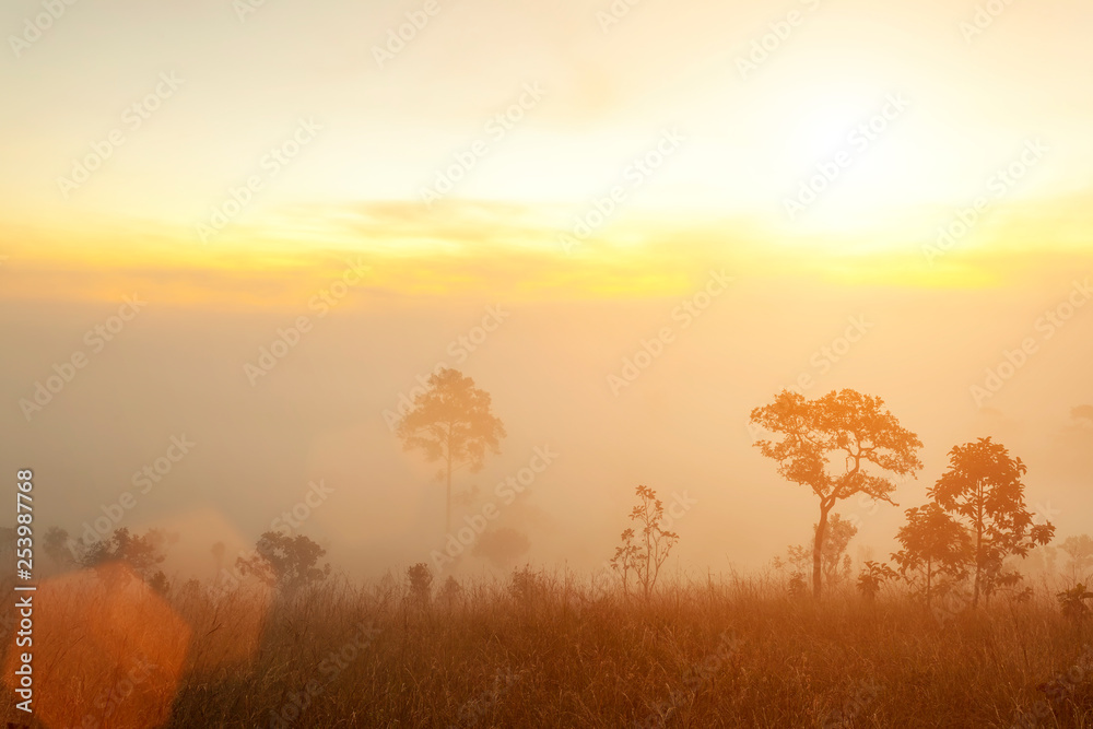 Fototapeta premium Morning sunrise on mountain with trees and fog. Fresh nature and travel background.