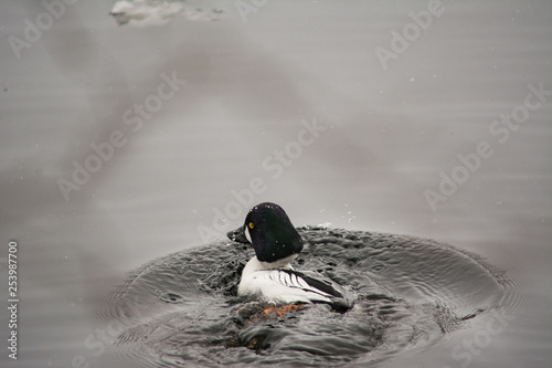 Common Goldeneye (Bucephala clangula) emerging from a dive 