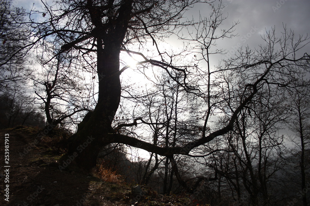 distressing and fairy-tale dark tree trunks. gloomy and hostile environment, wild. inhospitable nature distressing and fairy-tale dark tree trunks. gloomy and hostile environment, wild. inhospitable nature