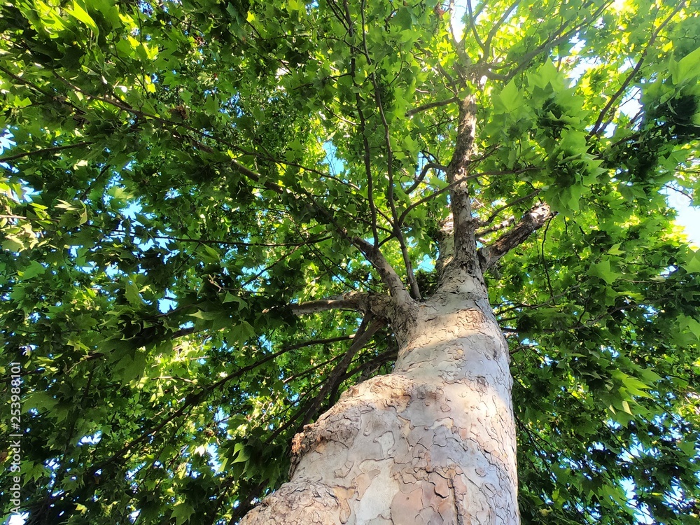 Fototapeta premium Arbol en verano, verde y frondoso. 