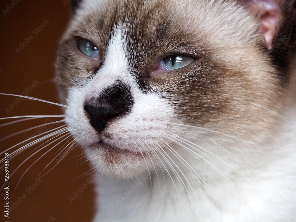 Portrait of a cute snowshoe siamese cat with blue eyes