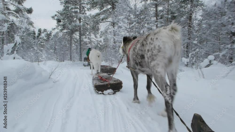 The local people of Lapland decorated with native embroideries accompany their deer as they walk through the snow on a beautiful day. The local people of Lapland decorated with native embroideries accompany their deer as they walk through the snow on a beautiful day.