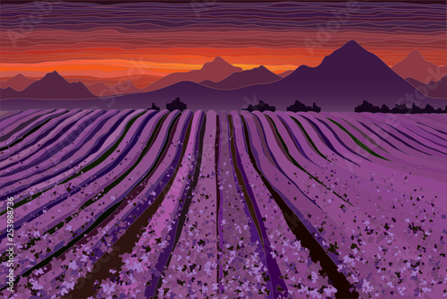 Lavender field at the dusk. Lines of flower bushes
