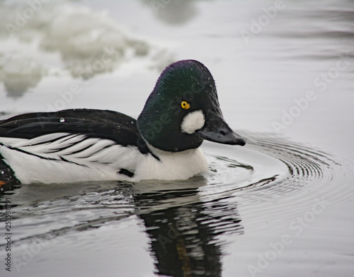 Common Goldeneye (Bucephala clangula) portrait closeup 
