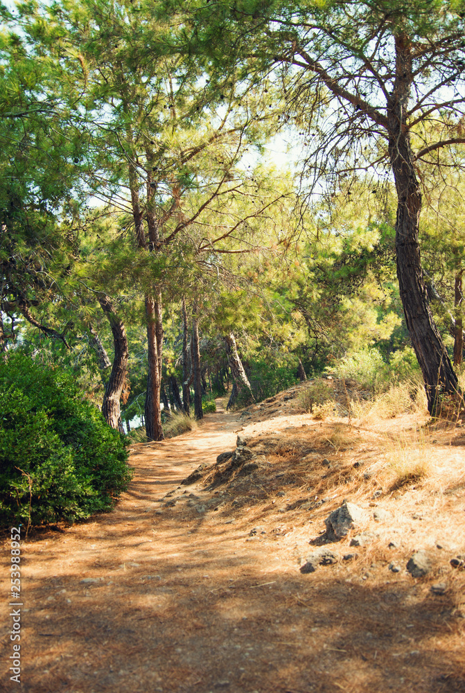 Sunlight spots at the pathway in the forest. Image with selective focus