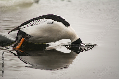 Common Goldeneye (Bucephala clangula) diving into the icy water