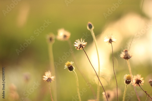 Blur grass flower sunrise for background in the morning. 