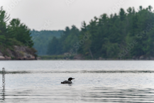 Common Loon (gavia immer) swimming in the lake 