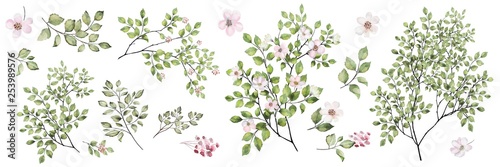 Watercolor painting of a flowering branch with leaves and pink flowers.  Botanical set: twigs, leaves, cherry flowers and Apple trees. © Erenai