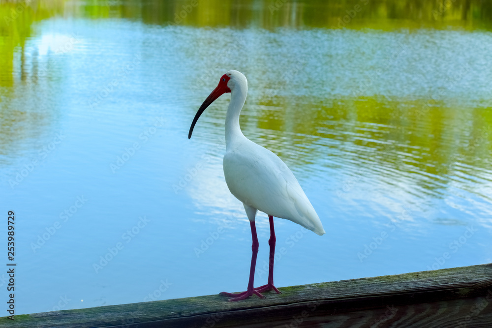 Obraz premium ibis with water background