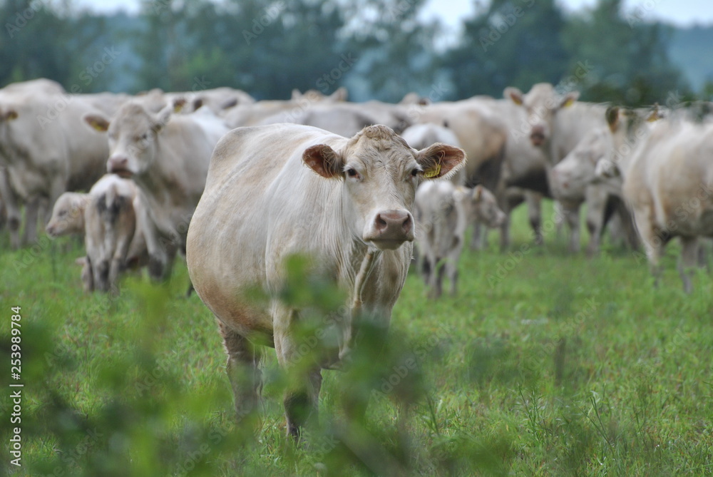 the cow on the pasture looks into the frame against the background of other cows