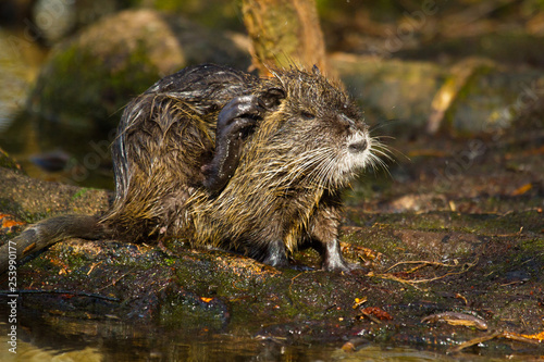 Biberratte (Myocastor coypus) photo