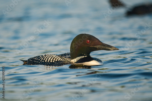 Common Loon (gavia immer) swimming in the lake 