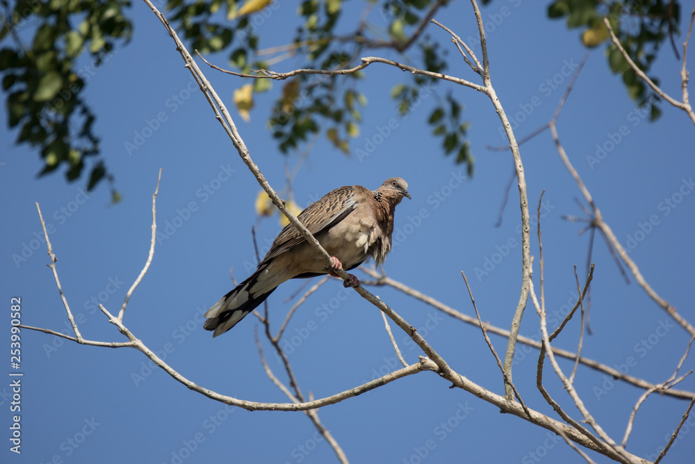Brown Pigeon sitting on tree Brown Pigeon sitting on tree