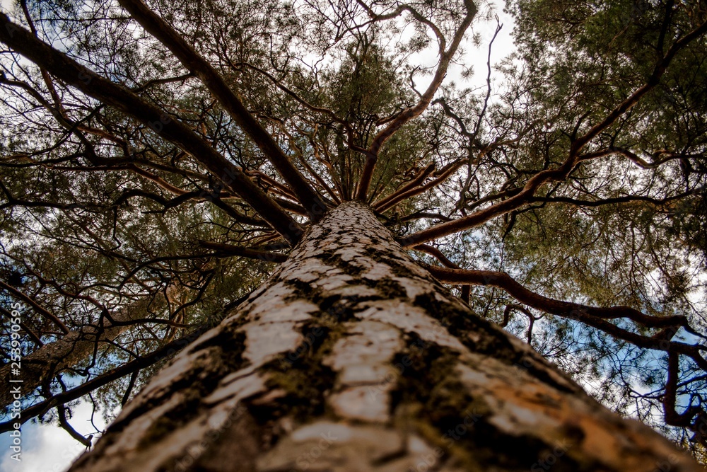 Fototapeta premium pine tree from the otom