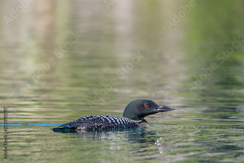 Common Loon (gavia immer) swimming in the lake 