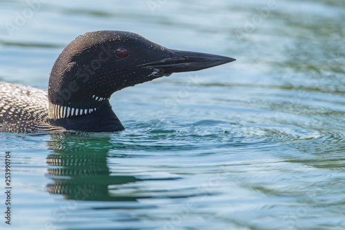 Common Loon (gavia immer) portrait after a dive