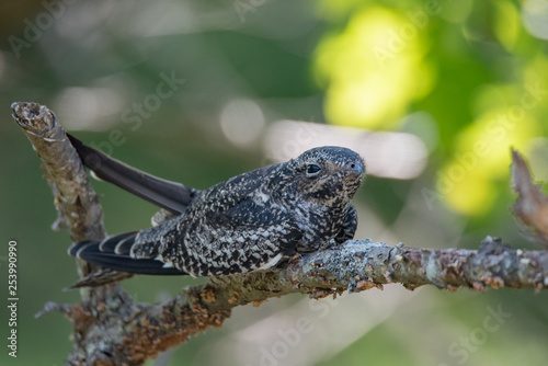 ommon nighthawk (Chordeiles minor) perched on a branch on the forest 