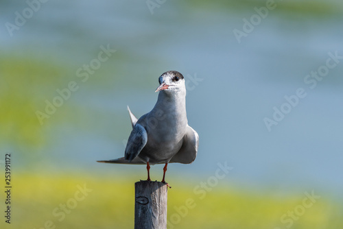 Common Tern (Sterna hirundo) perched on a post 