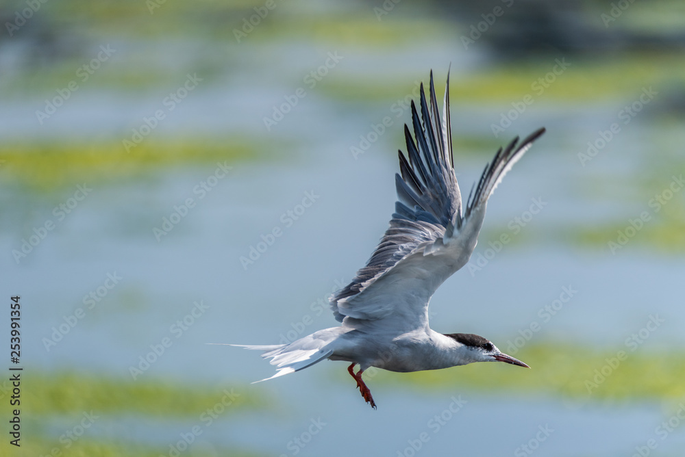 Common Tern (Sterna hirundo) taking off Common Tern (Sterna hirundo) taking off