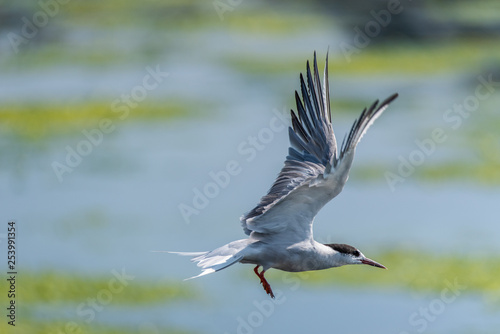 Common Tern (Sterna hirundo) taking off 