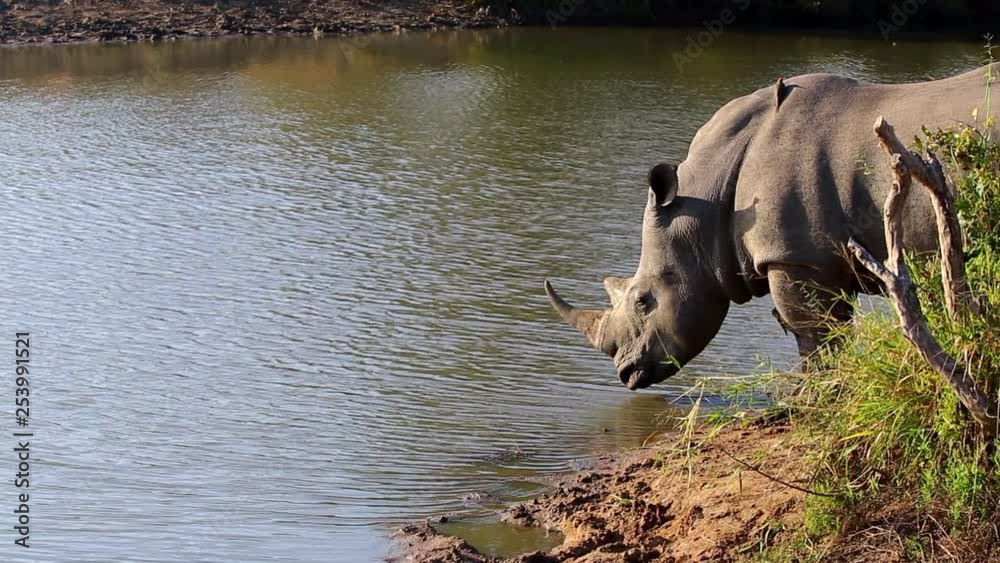 Lone southern white rhino standing by a water hole in Greater Kruger National Park in South Africa. Still water, sand and grass visible next to rhinoceros. Filmed from the side. Lone southern white rhino standing by a water hole in Greater Kruger National Park in South Africa. Still water, sand and grass visible next to rhinoceros. Filmed from the side.