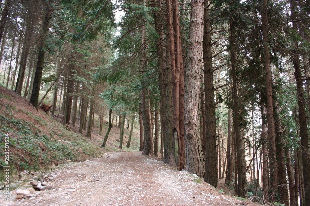 uphill path. path surrounded by tall pine trees along the pavement. nature grows geometric in the forest