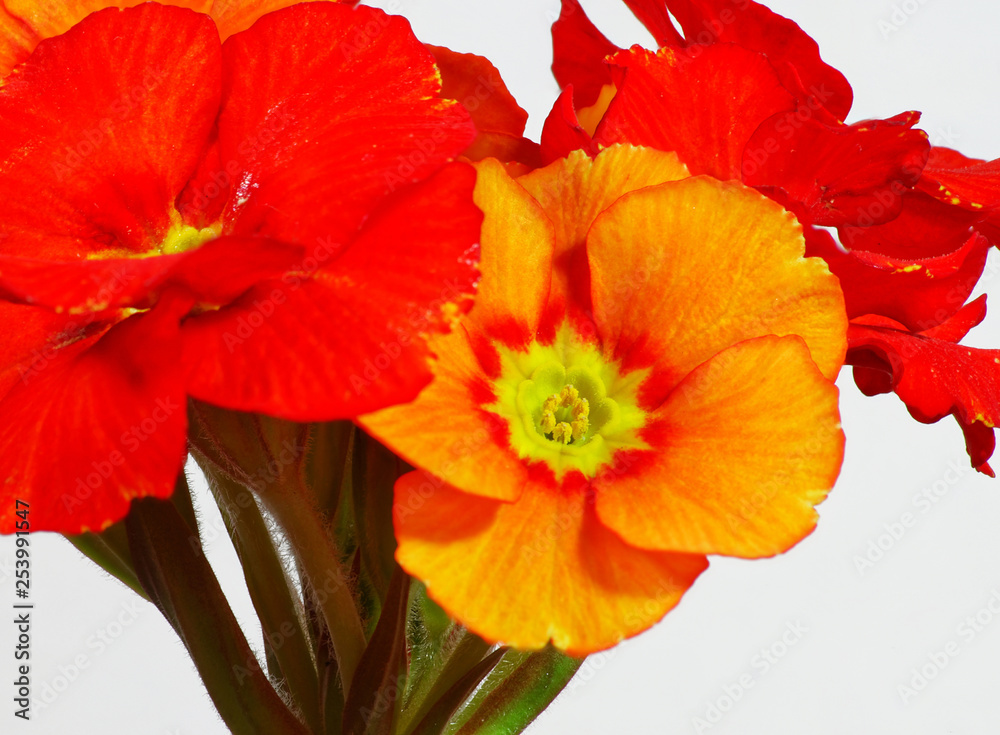 Polyanthus plant. A beautiful spring flower. Polyanthus plant. A beautiful spring flower.