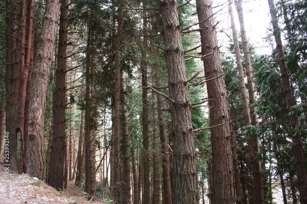 uphill path. path surrounded by tall pine trees along the pavement. nature grows geometric in the forest uphill path. path surrounded by tall pine trees along the pavement. nature grows geometric in the forest