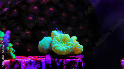 Caulastrea Trumpet long polyp stony coral in reef aquarium photo