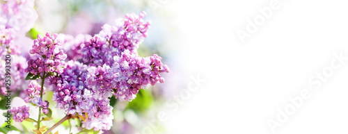 Spring nature poster template. Blossoming Syringa vulgaris lilacs bush. Beautiful springtime floral background with bunch of pink purple flowers. lilac blooming plants on white. soft focus photo. copy