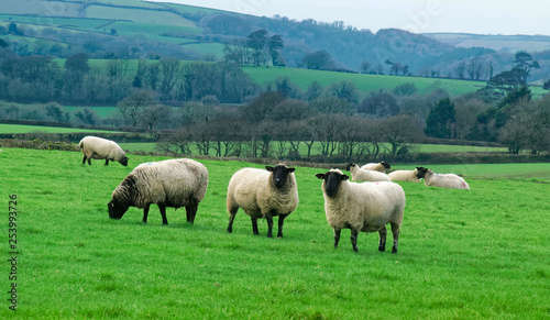 Sheep in rural setting.