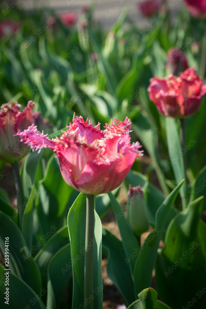 Netherlands,Lisse, a close up of a flower