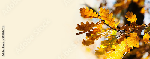 Colorful yellow brown orange leaves sunny day park scene. Autumn foliage background. Red oak tree branch macro view photo. copy space