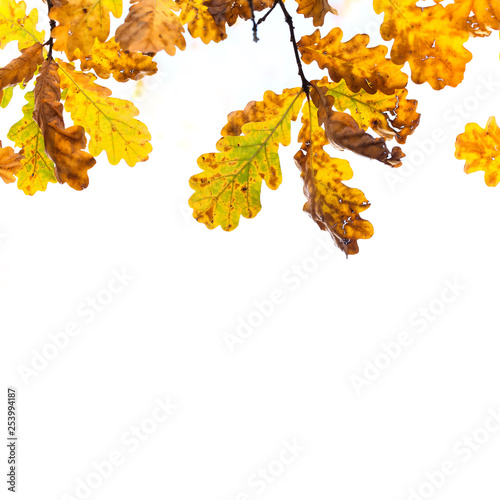 Colorful yellow brown orange leaves sunny day park scene. Autumn foliage background. Red oak tree branch macro view photo. copy space.