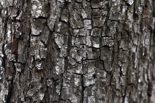 Fototapeta Naklejka Na Ścianę i Meble -  Bark wood texture background