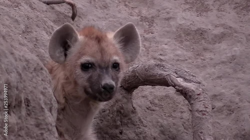 Close up of a spotted hyena cub peeping from hole in its den waiting for the adults. Greater Kruger South Africa. Flat plane. Zoom out photo