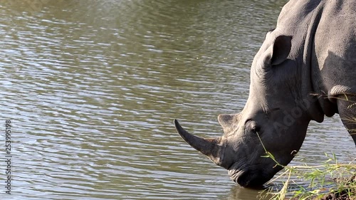 Calm setting at a waterhole as a southern white rhino drinks water within the Greater Kruger Park in Africa
