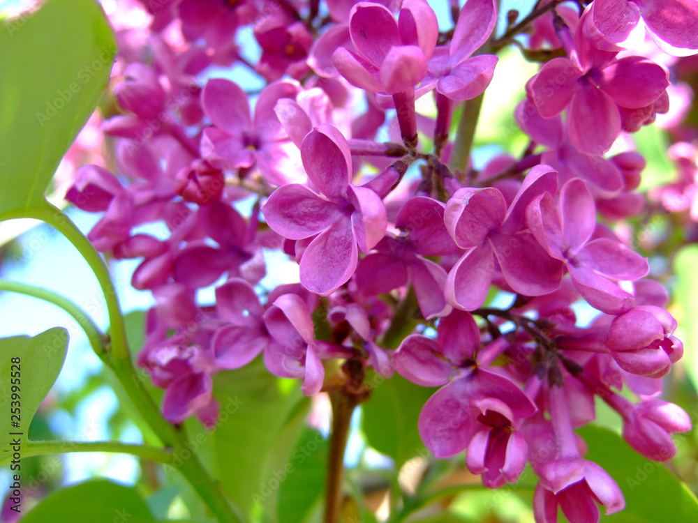 Fototapeta premium Lush lilac purple blossomed in the spring garden