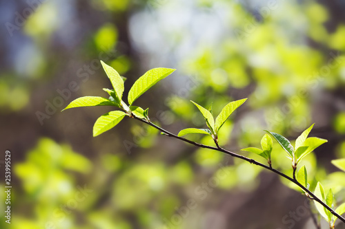 Spring tree branch with young fresh green leaves. Sunny day springtime park landscape. Macro view shallow depth of field. Selective focus.